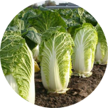 cabbages-img