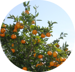 OrangeTree-img